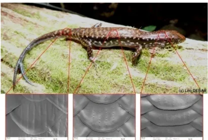Figure 1 : Présentation des différents types d'écailles dorsales d'un scinque (ici Marmorosphax tricolor femelle) 