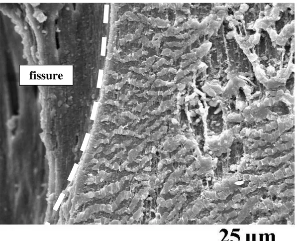 Figure 6 : zone B (grossissement 900x)