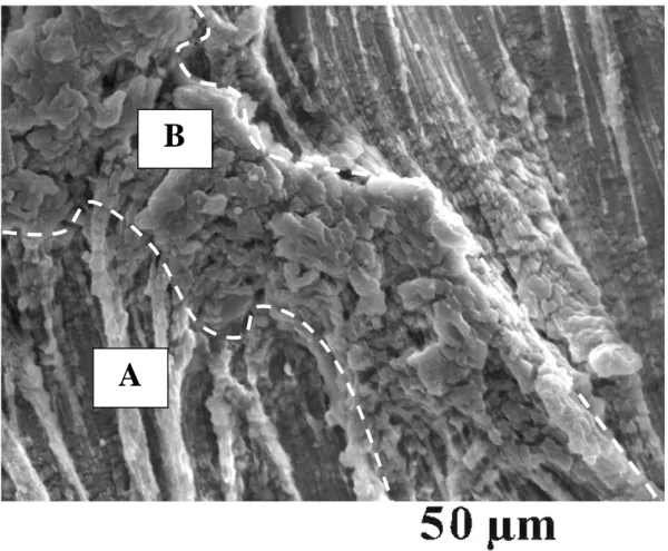 Figure 16 : base des filaments 