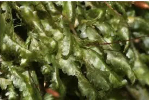 Figure 6 : Homalia trichomanoides (Source : CommunWikipedia). 