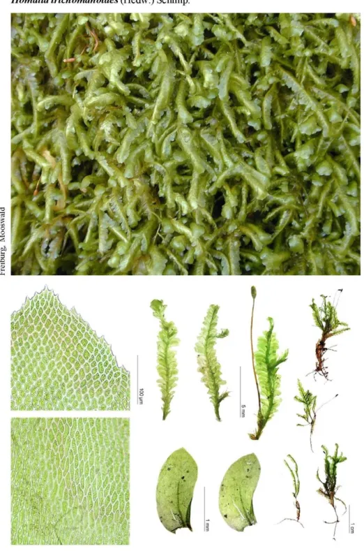 Figure 7 : Homalia trichomanoides (Source : BildAtlas). 