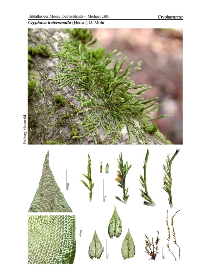 Figure 3 : Cryphaea heteromalla (Source : Bildatlas). 