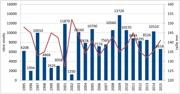 Fig. 2 : Estimation de production totale de smolts par année de dévalaison de 1995 à 2015 et tailles  moyennes 