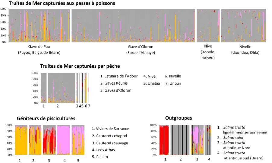 Figure  6 ci-contre  :  Assignation  génétique  des  TRMs  des  bassins  Adour,  Nive,  Nivelle  et  autres  petits  fleuves  côtiers  basques  aux  3  clusters  domestiques  identifiés  par  STRUCTURE