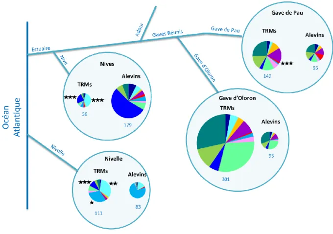 Figure 10 : Contribution de chaque cluster aux populations de truites : comparaison entre alevins  et TRMs échantillonnés sur un même bassin