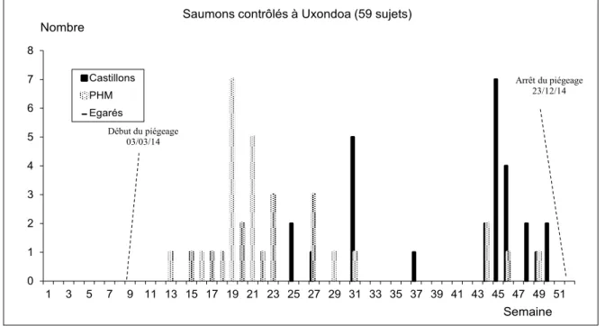 Figure 4 - Fréquences hebdomadaires (semaines conventionnelles) de captures de saumons                  de la Nivelle en 2014 au piège d'Uxondoa.