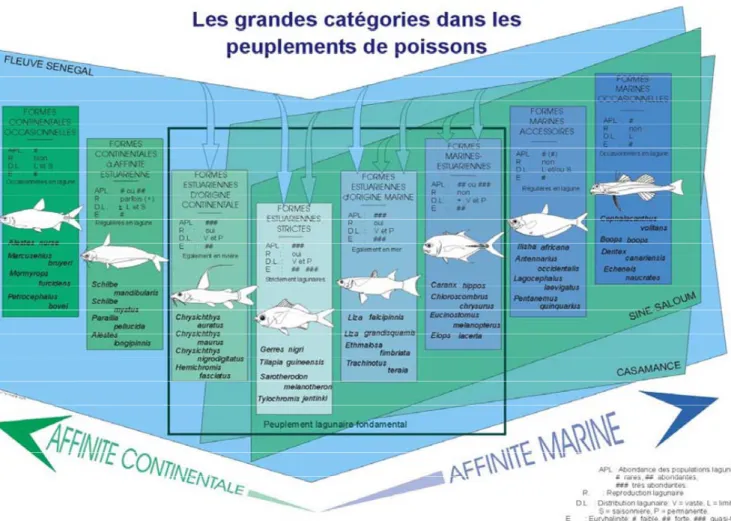 Figure 2 : Les grandes catégories écologiques dans les peuplements de poissons estuariens d’Afrique  de l’Ouest (d’après Albaret, 1999)