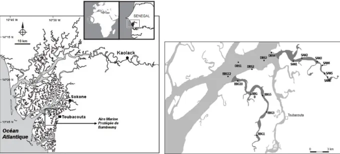 Figure 1 : Situation géographique et carte du delta du Sine Saloum (Sénégal). Localisation de la zone  d’étude et position des stations d’échantillonnage