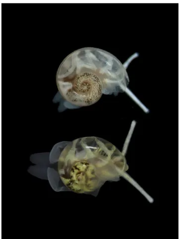 Fig. 7 Tornidae ; photo supérieure : Karubenthos  - photo : Philippe Maestrati