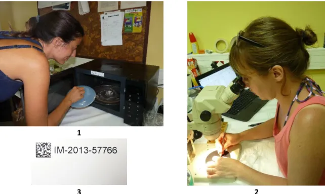 Fig. 1. Passage au micro-ondes.  photo : Clarisse Rondier . Fig. 2. Extraction du tissu de la coquille