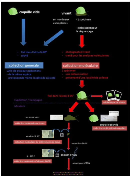 Fig. 4.  Schéma du devenir d’un spécimen du tri au séquençage ©Barbara Buge, 2016