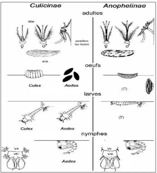 Fig 3 : les differences morphologique entre les Culiciniae et l’Anophiliniae (Boubidi, 2008 (b))  I.1.2.1