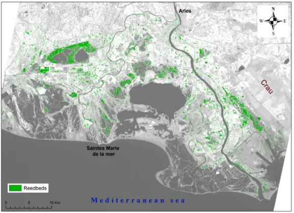 Fig 2: Distribution map of common reed in the Camargue 