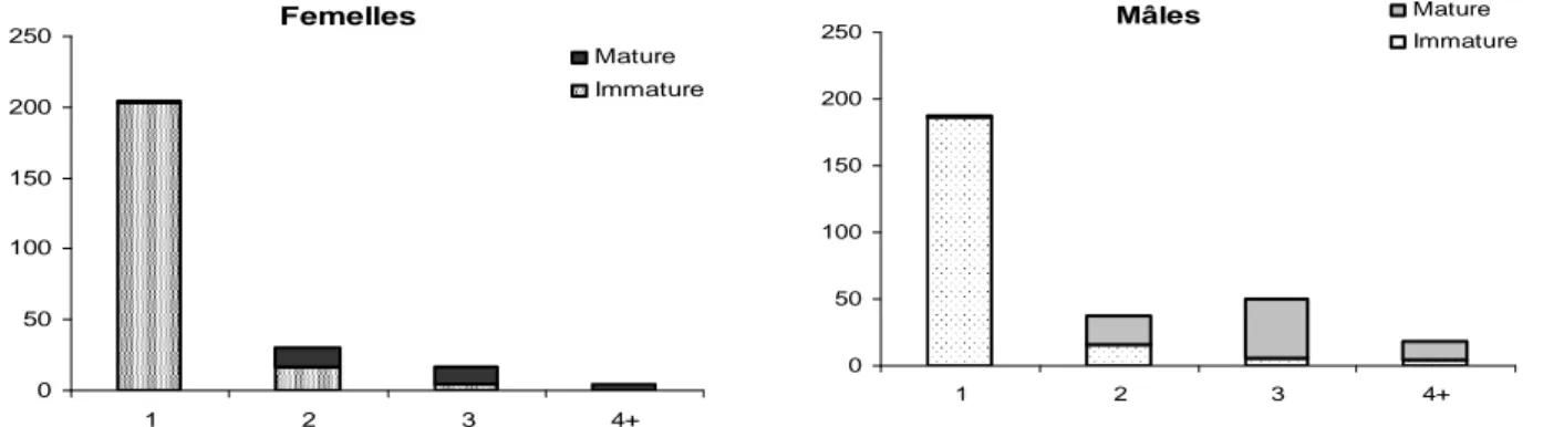 Figure  9.  Distribution  des  effectifs  à  Sentzich  selon  le  sexe,  le  stade  de  maturité  et  l’âge  à  la  capture des individus (tous mois confondus) 