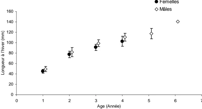 Figure  21.  Longueur  moyenne  des  individus  au  Canal  de  Jouy  (±  écart-type)  selon  le  sexe  à  l’hiver 