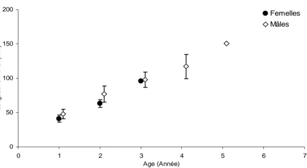 Figure 23. Longueur moyenne des individus dans le bras mort de Pont-à-Mousson (± écart-type)  selon le sexe à l’hiver 