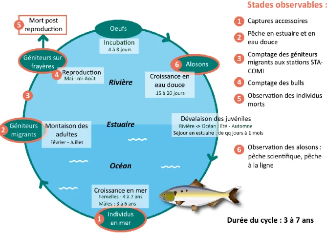 Figure 1 : cycle biologique de la grande alose, Alosa alosa. Inspiré de Bretagne Grands Migrateurs