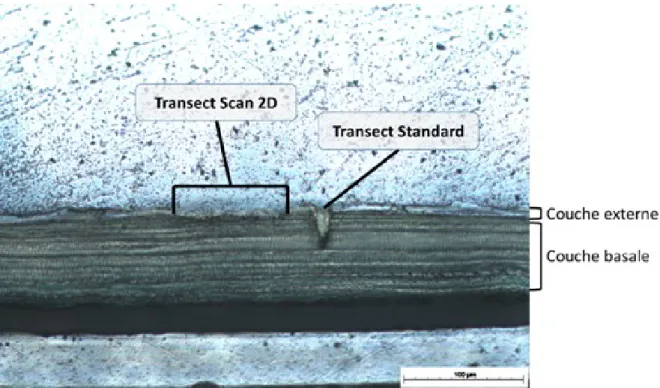 Figure 6 : Coupe transversale d’une écaille de saumon Atlantique (Salmo salar) présentant deux modes d’ablation laser différents (Photo R