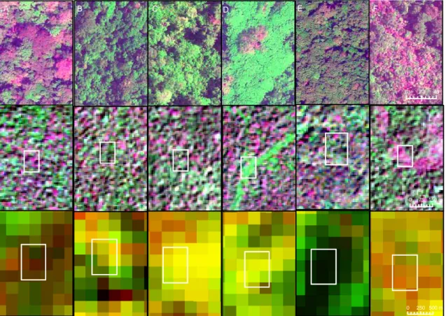 Figure 7 : principales classes de forêts de l’image GeoEye-1 à  l’image MODIS. La composition  colorée des images GeoEye-1 et SPOT-5  ©CNES (2006-2009), Distribution Spot Image SA ,   est la  suivante : la bande PIR dans le canal vert, la bande rouge dans 