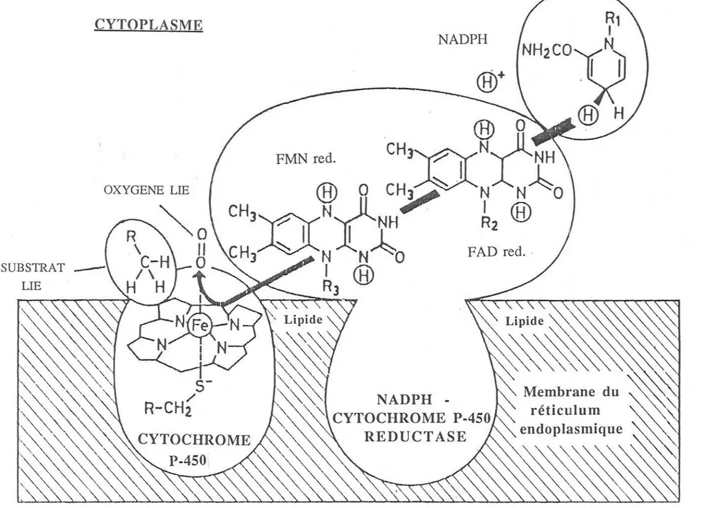 FIGURE 1.8: REPRESENTATION SCHEMATIQUE DES  CONSTITUANTS DU  SYSTEME DES MONOOXYGENASES A CYTOCHROME P-450 [82]