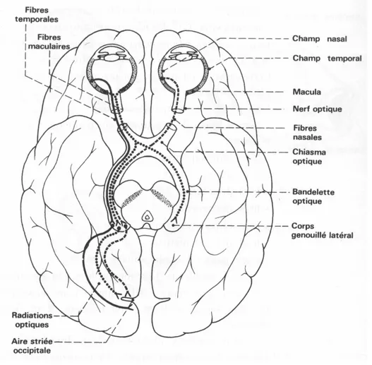 Fig. 2.1  Anatomie du système visuel humain
