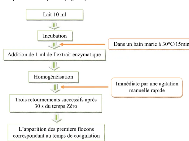 Figure 7 : Mesure du temps de floculation par la méthode de BERRIDGE (1945) modifiée  par COLLIN et al (1977)