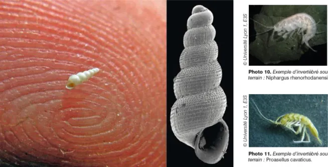 Figure 10 : Photo de gauche - Moitessieria rolandiana est une des plus petites espèces de gastéropodes
