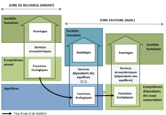 Figure 1. Schéma conceptuel simplifié articulant écosystèmes, aquifères et services dépendants des  aquifères 