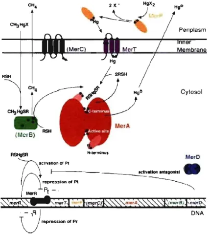 Figure  5.  Processus  de  transformation  bactérienne  du  Hg  impliquant  l'opéron  mer  (Barkay 2003)