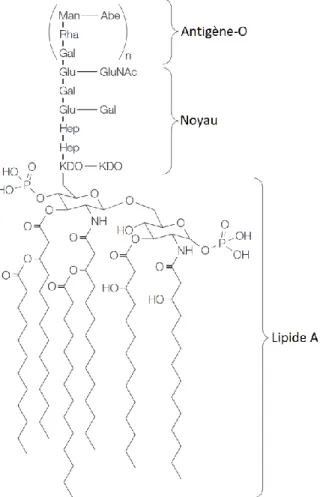 Figure  1.  Représentation  schématique  de  la  structure  générale  des  LPS  présents  chez  les  bactéries à Gram négatif