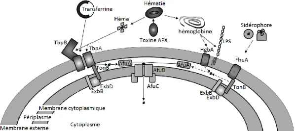 Figure  4.  Représentation  des  différents  mécanismes  d'acquisition  du  fer  retrouvés  chez  Actinobacillus  pleuropneumoniae