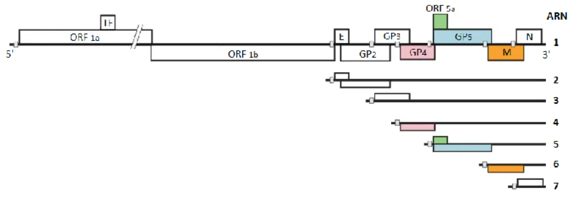 Figure 6. Représentation de l'organisation génomique du VSRRP. Figure modifiée de Firth et  collaborateurs (2011)