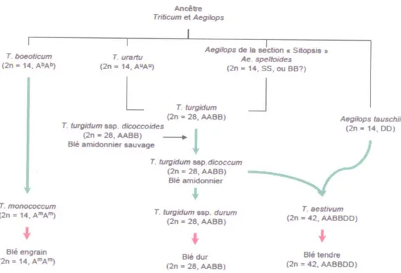 Figure  05 :  Représentation  schématique  de  l’histoire  évolutionnaire  des  espèces  de  triticumaegilops