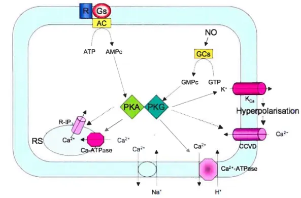 Figure 1. Voies de signalisation impliquées dans la diminution du Ca2 intracellulaire.