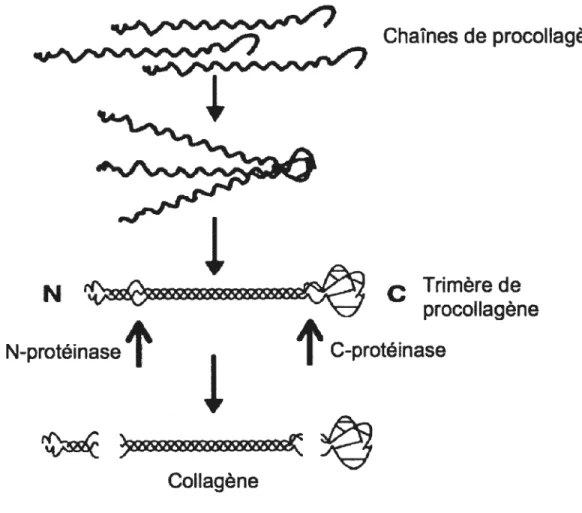 Figure 2. Assemblage de la triple hélice de collagène.