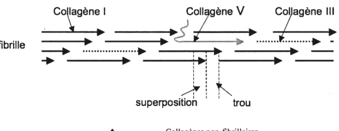 figure 3. Structure de la fibrille de collagène au niveau vasculaire.
