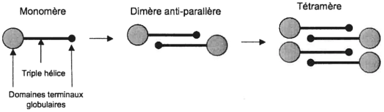 Figure 5. Assemblage du collagène de type VI.