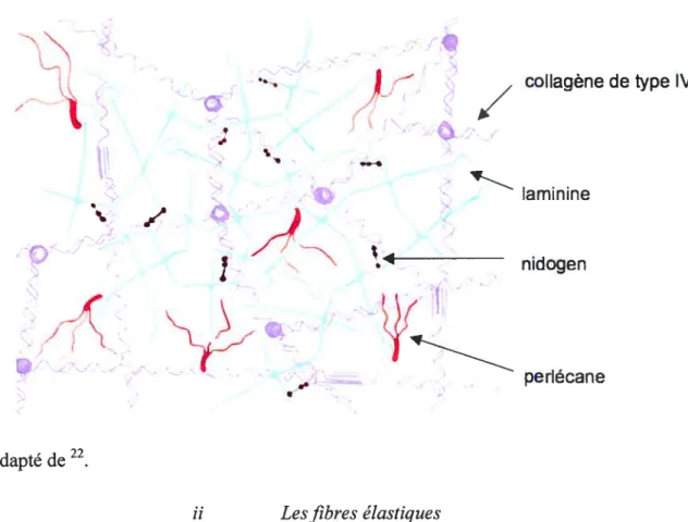 figure 7. Composés de la membrane basale et interactions supposées. j / coflagène de type IV L laminine / t____ nidogen perlecane Adapté de 22 ii L es fibres élastiques