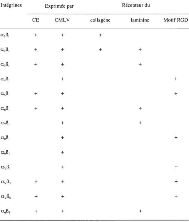 Tableau 3. Intégrines exprimées dans la paroi vasculaire.