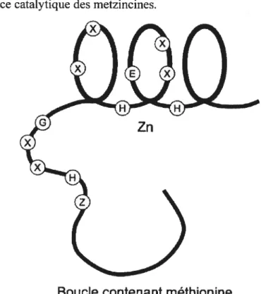 Figure 13. Séquence catalytique des metzincines.