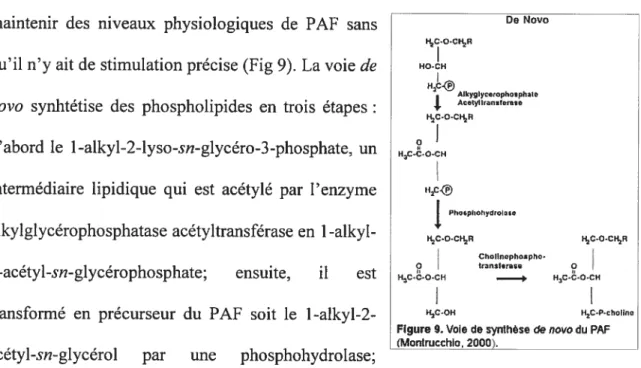 Figure 9. Voie de synthèse de nova du PAF (Montrucchio, 2000).