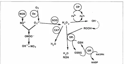 Figure 14. Production et destruction enzymatique des espèces oxygéeées réactives CR09) de la rétine, Locygène moléculaire (O) eut réduit pur différentes oxydases