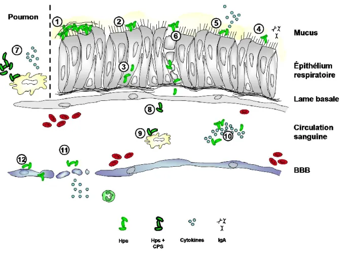 Figure 2.  Hypothèse de la pathogenèse de Haemophilus parasuis. 1) H. parasuis colonise  les voies respiratoires supérieures et  produit un biofilm