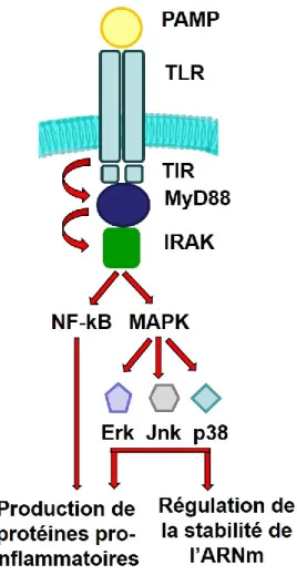 Figure  5.      Voie  de  signalisation  MyD88  dépendante  des  récepteurs  Toll-Like  (TLRs)