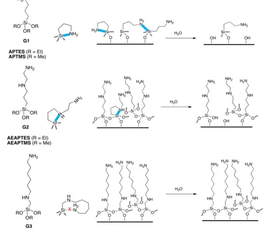 Figure 1.6 : Représentation de  l’hydrolyse  amino-catalysée intra-  et inter- inter-moléculaire pour trois types de SAMs composées d’aminoalkylsilanes aux structures  différentes
