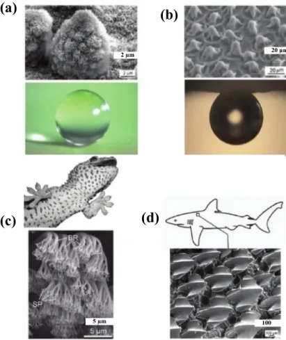 Figure 1.10 : Différentes nanostructures rencontrées dans la nature. Microstructures  (a) d’une feuille de Lotus, (b) d’un pétale de Rose, (c) d’une peau de patte de Gecko,  et  (d) d’une peau de Requin