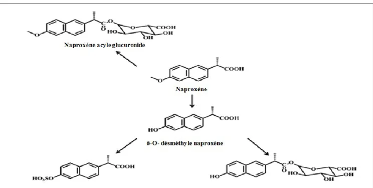 Figure 5.    Voie du métabolisme du naproxène