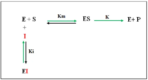 Figure 7. Le mécanisme réactionnel de l'inhibition compétitive  