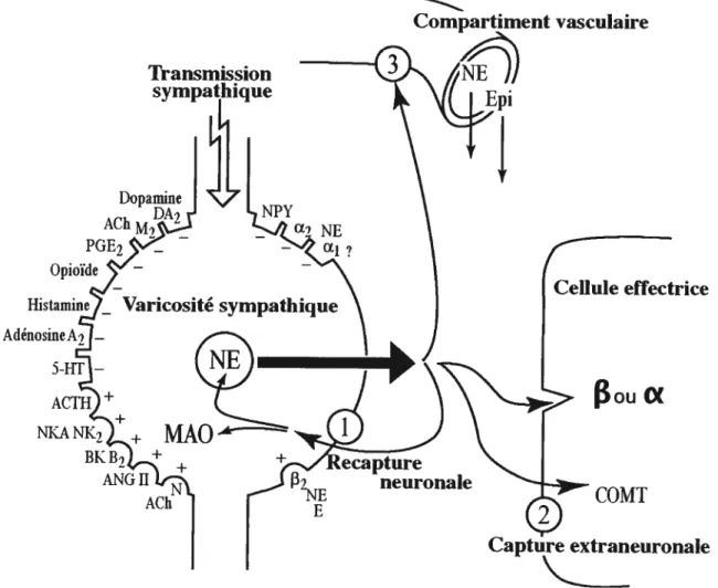 Figure 1.7 Modulation de la neurotransmission sympathique, recapture et catabolisme de la norépinéphrine vasculaireTransmissionsympatqueDopNPYOpioïde Cellule effectriceNXA NKANGIIAChouO(COMT Capture extraneuronale