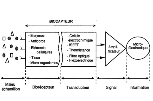 Fig. 1 : Divers éléments constituant  la chaîne de mesure pour biocapteur. 